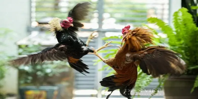 Hãy bỏ túi ngay những mẹo này trước khi tham gia cá cược đá gà cựa sắt trên BONG88!